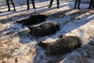 Kutjevo i Vetovo u zajedničkom lovu 30.12.2017.