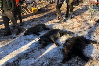 Kutjevo i Vetovo u zajedničkom lovu 30.12.2017.