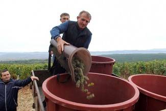 Vinogradari počeli s berbom, cijena otkupa još uvijek nepoznata