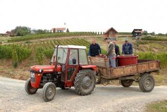 Vinogradari počeli s berbom, cijena otkupa još uvijek nepoznata