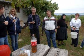 Vinogradari počeli s berbom, cijena otkupa još uvijek nepoznata