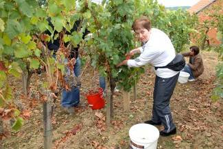 Vinogradari počeli s berbom, cijena otkupa još uvijek nepoznata