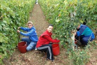 Vinogradari počeli s berbom, cijena otkupa još uvijek nepoznata