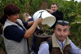 Vinogradari počeli s berbom, cijena otkupa još uvijek nepoznata