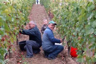 Vinogradari počeli s berbom, cijena otkupa još uvijek nepoznata