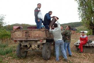 Vinogradari počeli s berbom, cijena otkupa još uvijek nepoznata