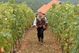 Vinogradari počeli s berbom, cijena otkupa još uvijek nepoznata