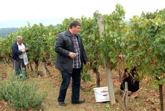 Vinogradari počeli s berbom, cijena otkupa još uvijek nepoznata