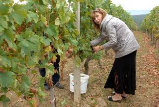 Vinogradari počeli s berbom, cijena otkupa još uvijek nepoznata