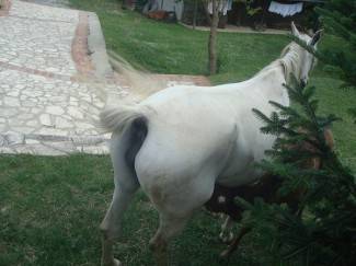 Konjički klub Filippos u Radovancima