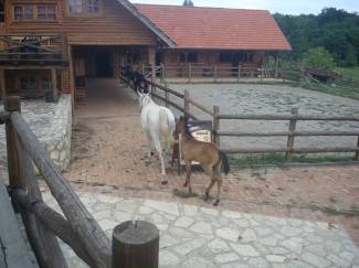 Konjički klub Filippos u Radovancima