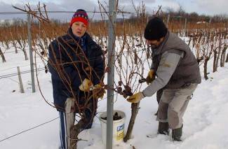 Kutjevo: Ledena berba