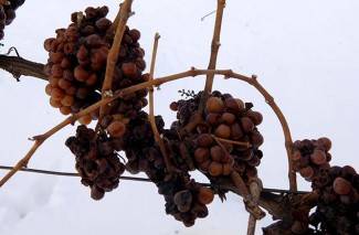 Kutjevo: Ledena berba