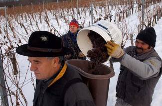 Kutjevo: Ledena berba