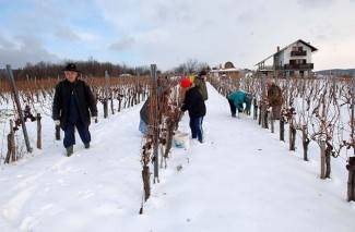 Kutjevo: Ledena berba