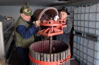 Kutjevo: Ledena berba