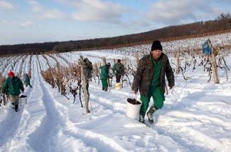 Kutjevo: Ledena berba