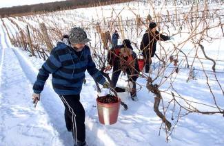 Kutjevo: Ledena berba