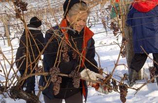 Kutjevo: Ledena berba