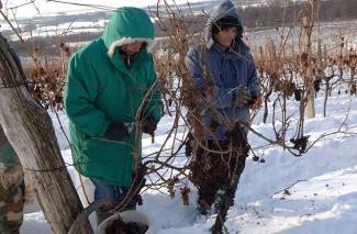 Kutjevo: Ledena berba