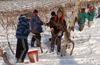 Kutjevo: Ledena berba