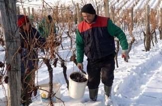 Kutjevo: Ledena berba