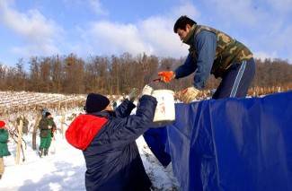 Kutjevo: Ledena berba