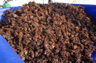 Kutjevo: Ledena berba