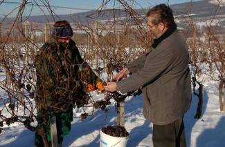 Kutjevo: Ledena berba