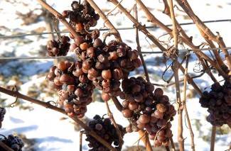 Kutjevo: Ledena berba