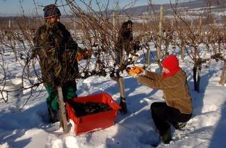 Kutjevo: Ledena berba