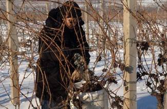 Kutjevo: Ledena berba