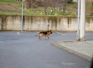 Vučjak luta stambenim naseljem kod pilane