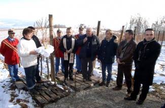 Vincelovo kod vinogradara diljem Požeštine