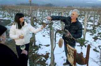 Vincelovo kod vinogradara diljem Požeštine