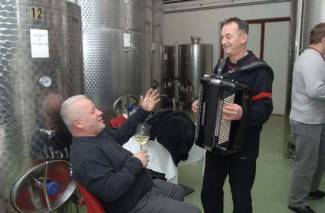 Vincelovo kod vinogradara diljem Požeštine