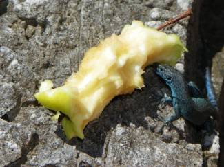 Požeške Robinzonke: Bez TV-a i civilizacije je prekrasno!