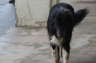 Šetnja gradom: Požega pod snijegom