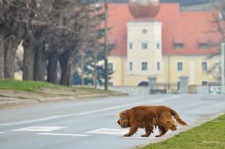 Subotnja šetnja: Kutjevo, 9.3.2013.