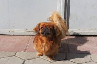 Subotnja šetnja gradom: Požega, 16.3.2013.