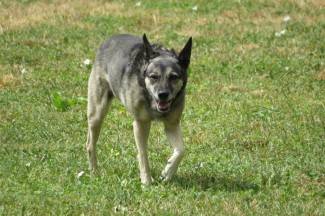 Subotnja šetnja gradom: Požega, 10.8.2013.