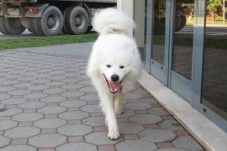 Subotnja šetnja gradom: Pleternica, 9.11.2013.