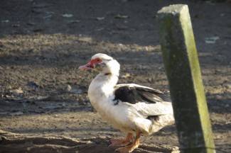 Jesenska šetnja gradom: Požega, 4.12.2013.