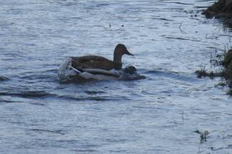 Jesenska šetnja gradom: Požega, 4.12.2013.