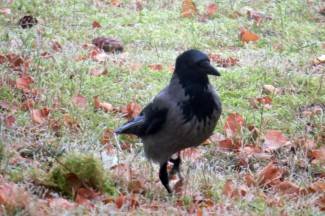 Subotnja šetnja: Požega, Pakrac i Lipik, 14.12.2013.