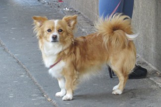 Šetnja gradom: Požega, Badnjak 2013.