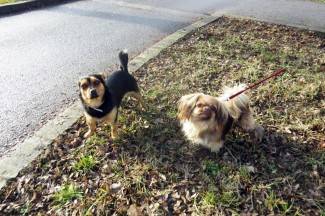 Šetnja gradom: Požežani nasmijani i u novoj godini