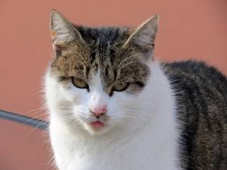 Sunčan siječanjski dan: Šetnja Požegom, Pleternicom i Pakracom