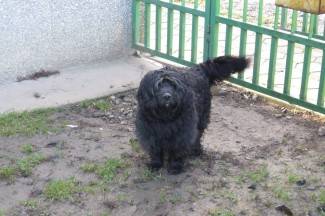 Subotnja šetnja gradom: Požega, 11.1.2014.