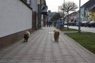 Šetnja Požegom, Pakracom i Pleternicom, 14.1.2014.